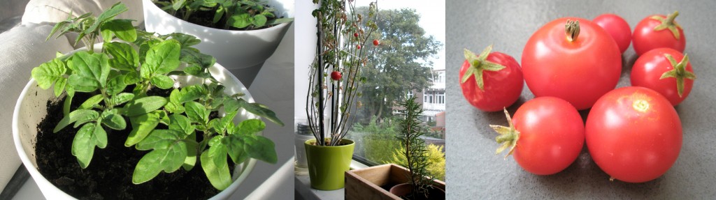 Tomaatjes van eigen vensterbank