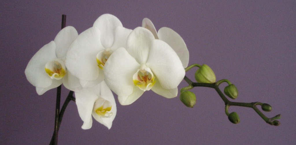 orchidee van eigen bodem