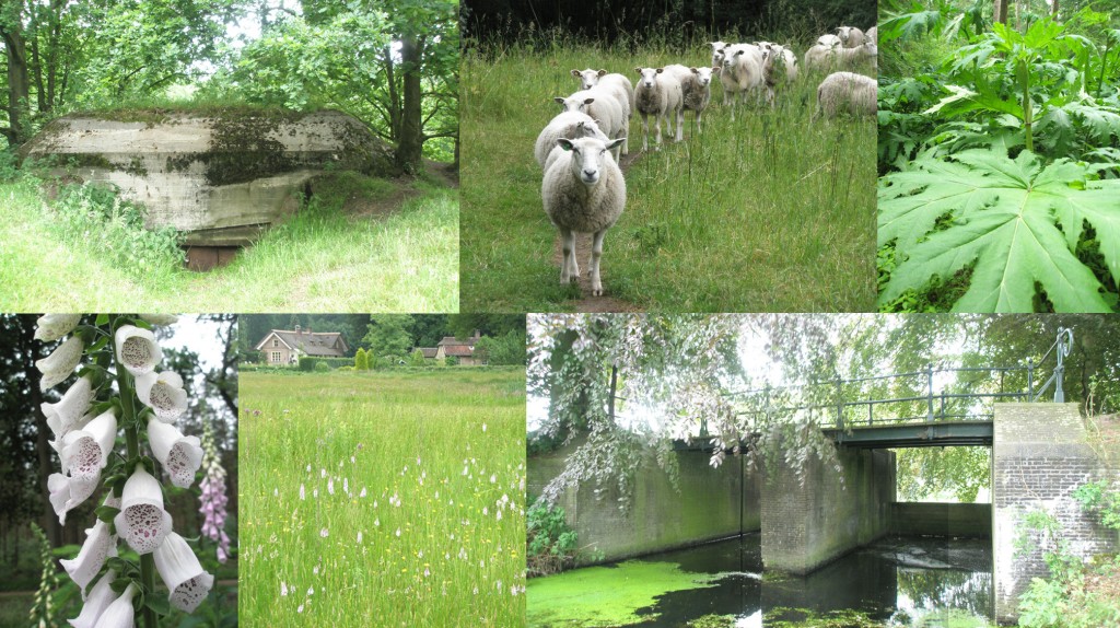 Wandelen langs de Heiligerbergenbeek