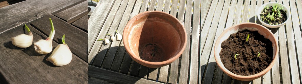 Knoflook kweken