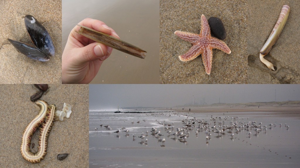 Op het strand na de storm