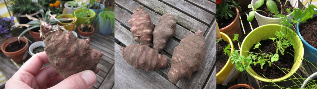 Peterselie vs Topinamboer