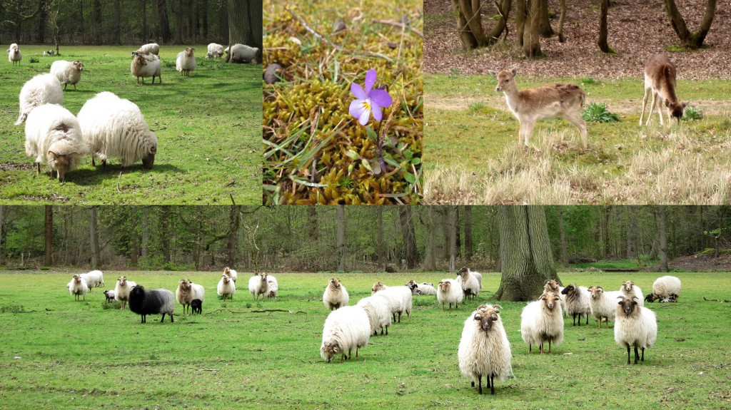 Wandelen in de Waterleidingduinen